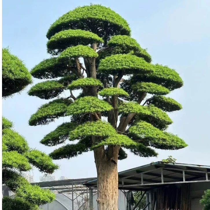 罗汉松地景造型盆景庭院绿植四季常青不落叶基地直发