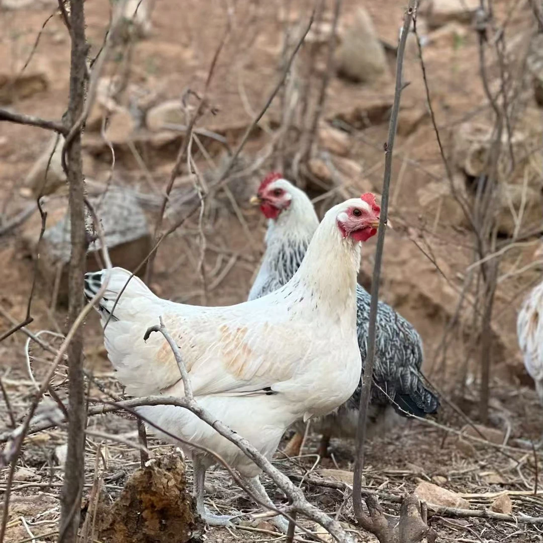 宠物鸡 花柴鸡 公母组合 顺丰包邮【直播间为准】