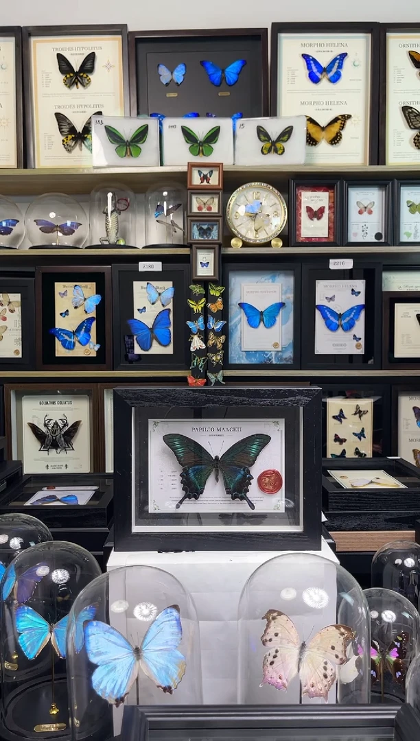 绿带翠凤蝶-8寸国风版