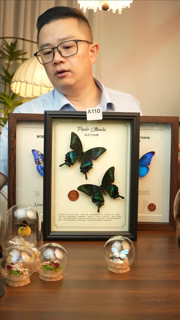 绿带翠凤蝶夏款双蝶A110