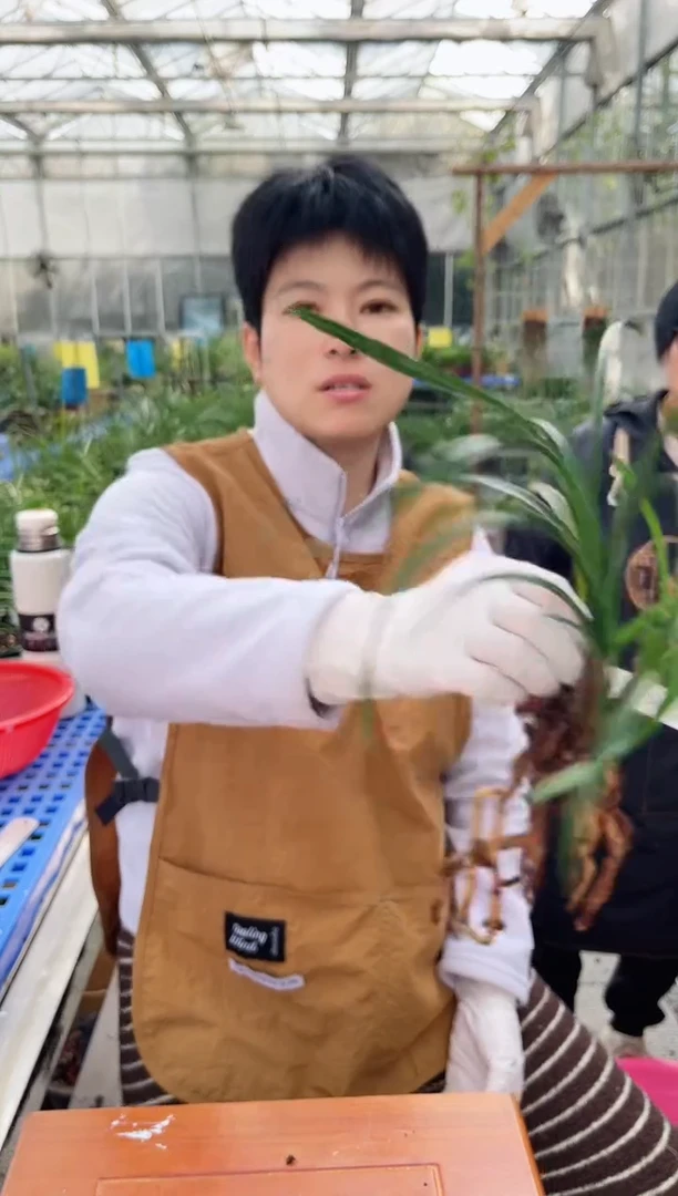 当前无花朵，栽培后可花朵习****?大富贵，，，习惯就好