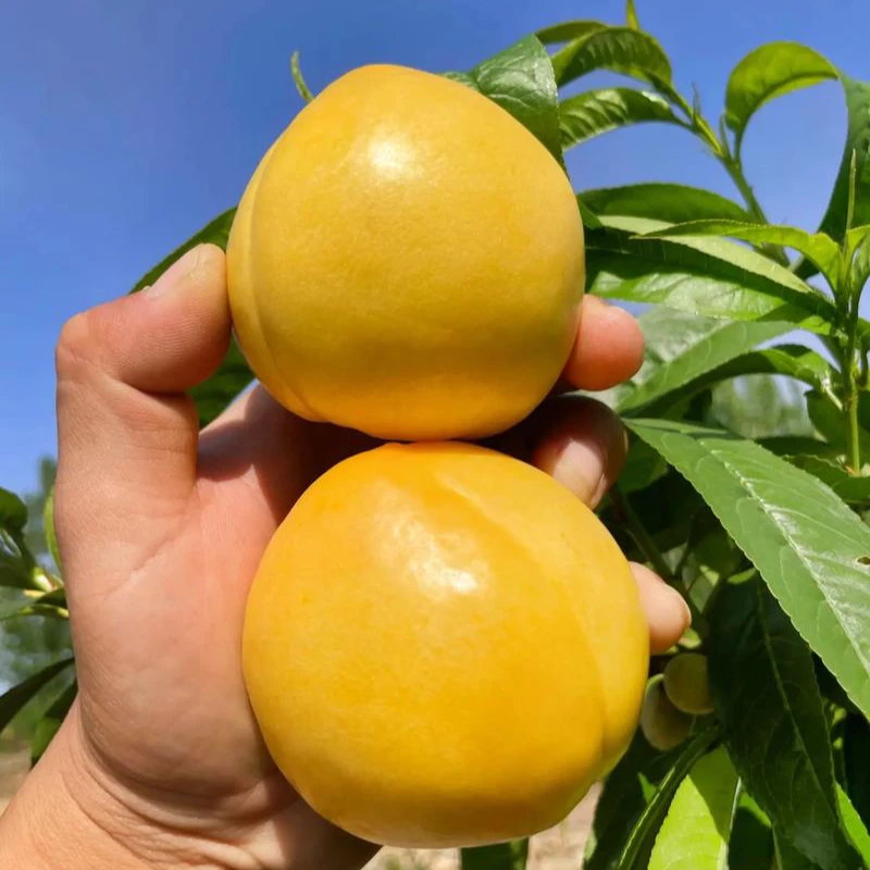 山东蒙阴黄金油桃净重4.5斤装当季新鲜水果多汁香甜可口