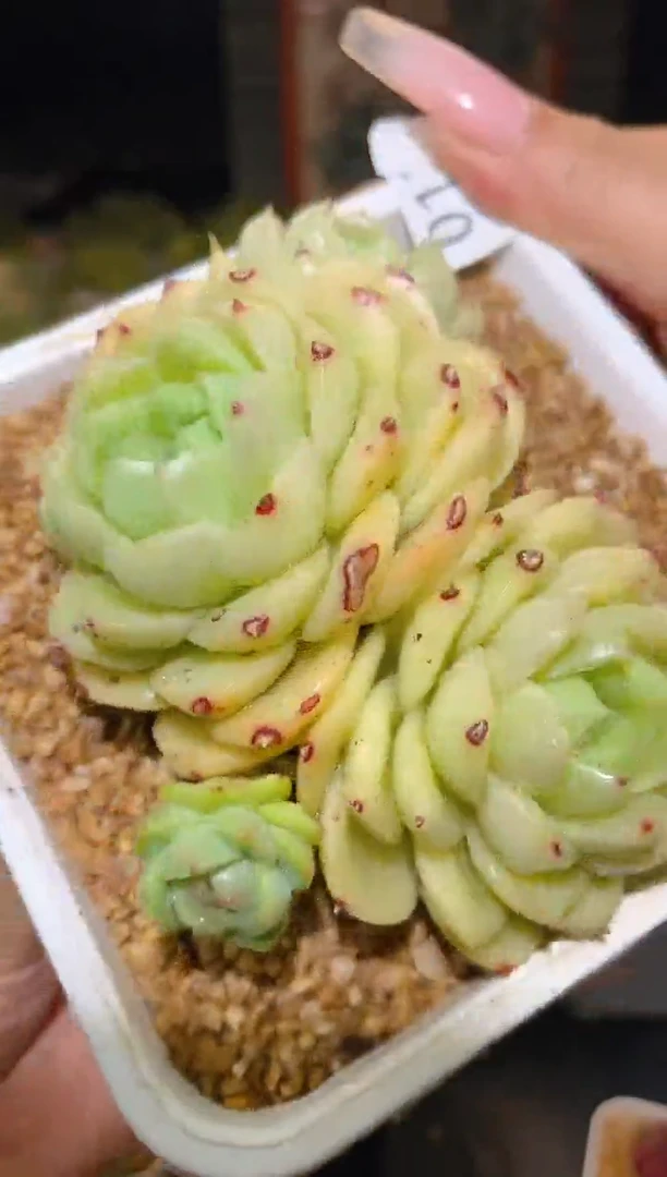 017芝士猫不包整