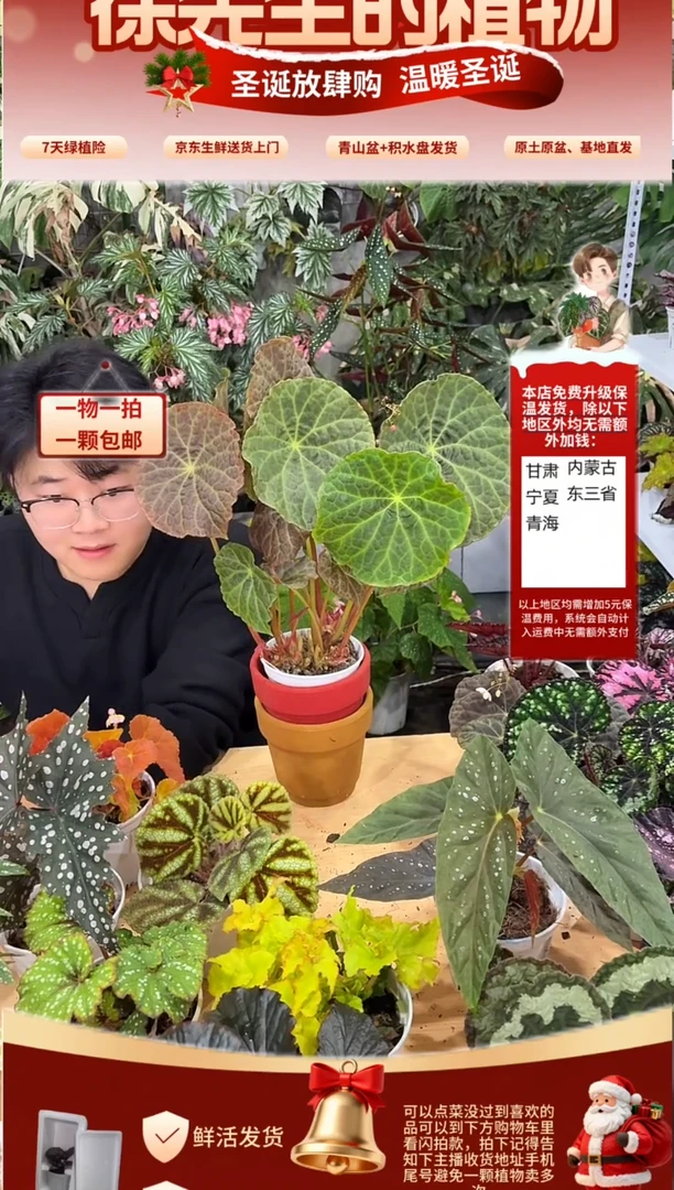 完全开放福玉秋海棠