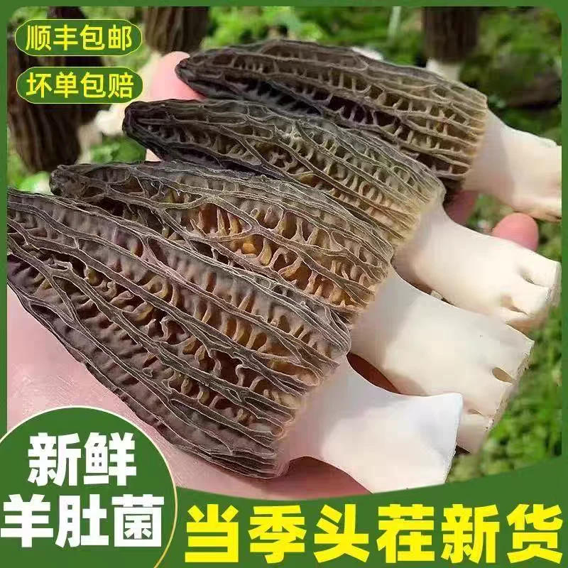 【顺丰包邮】羊肚菌鲜货当季精选基地现摘非干货鲜货煲汤食用菌