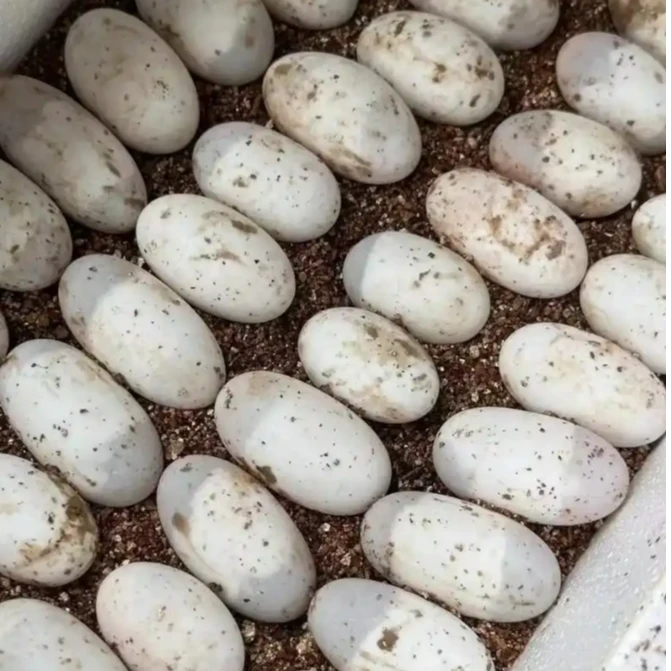 皖南小青黑蛋 包出壳