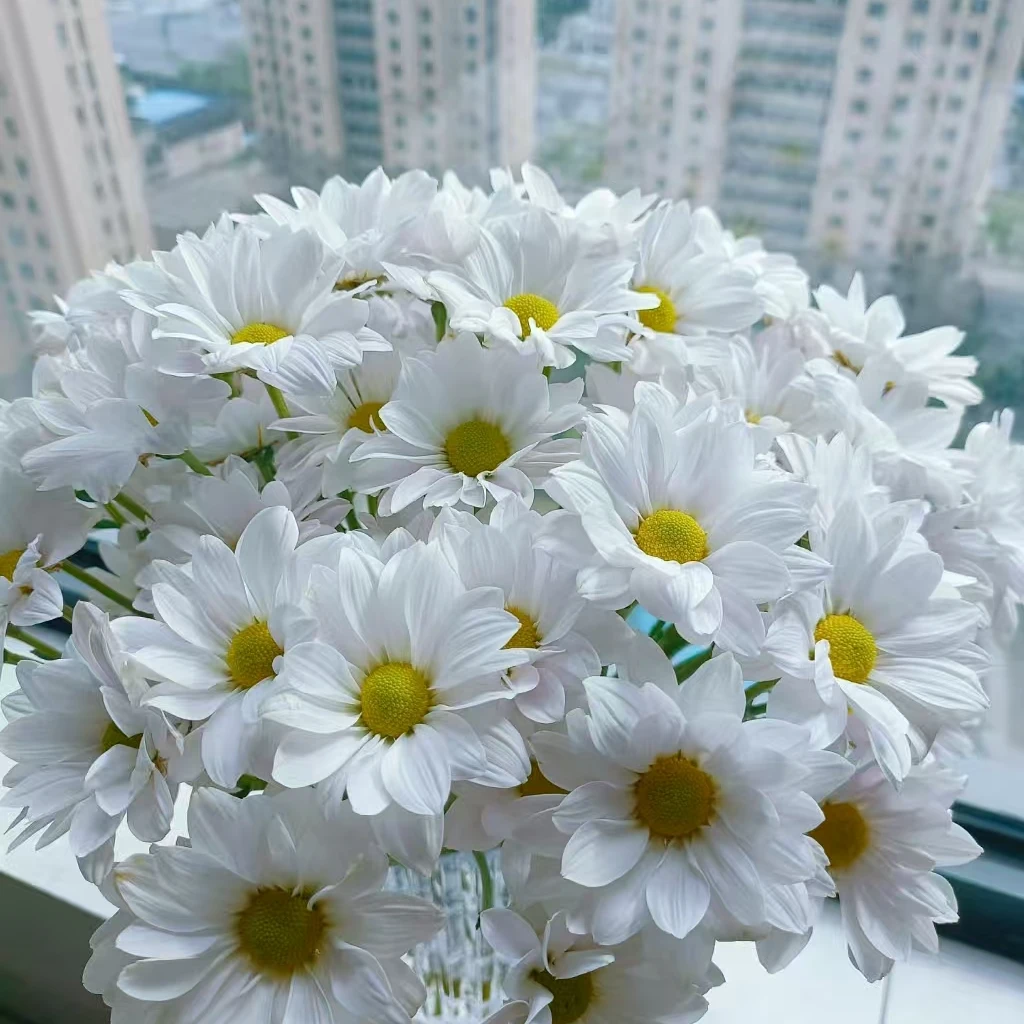 【顺丰发货】白色三文鱼雏菊鲜花1-4单一个运费自选品种