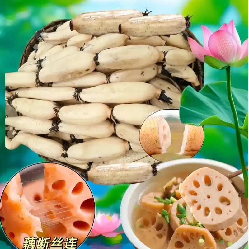 湖北本地莲藕，粉藕，现挖现发