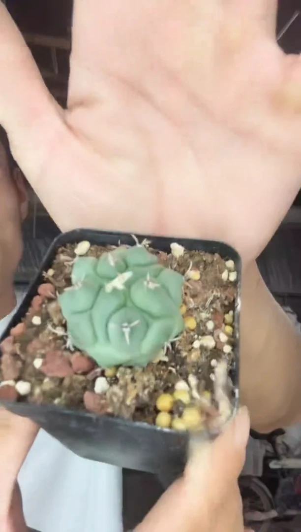 实生绵狮子49.99