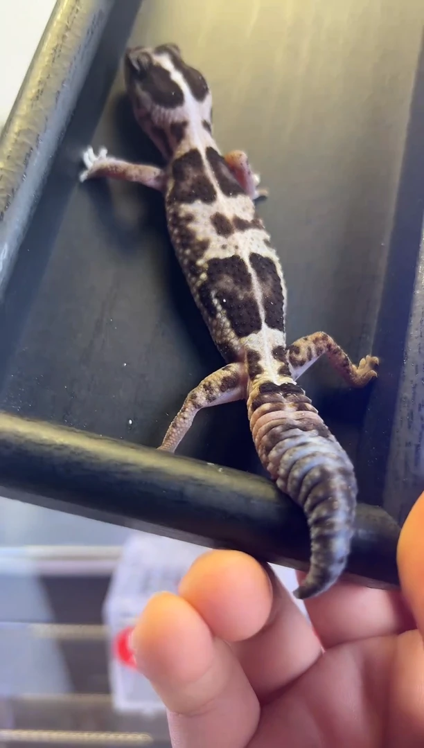 肥尾守宫直线奶牛妹妹