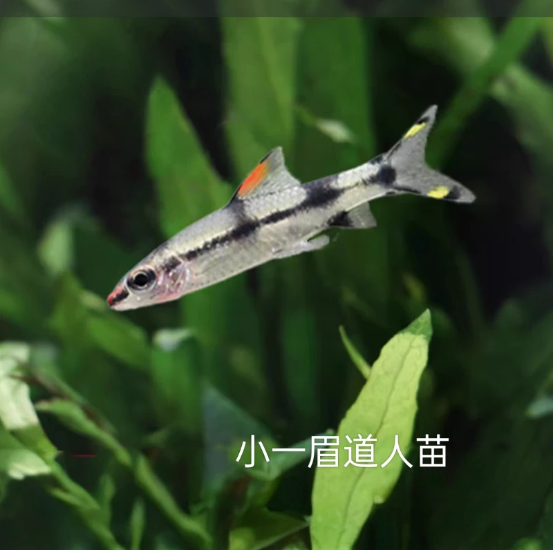 小号一眉道人苗观赏鱼