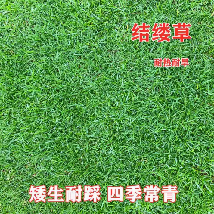 【草坪】结缕草高档草坪种子 细叶草种子沟叶结缕草草籽