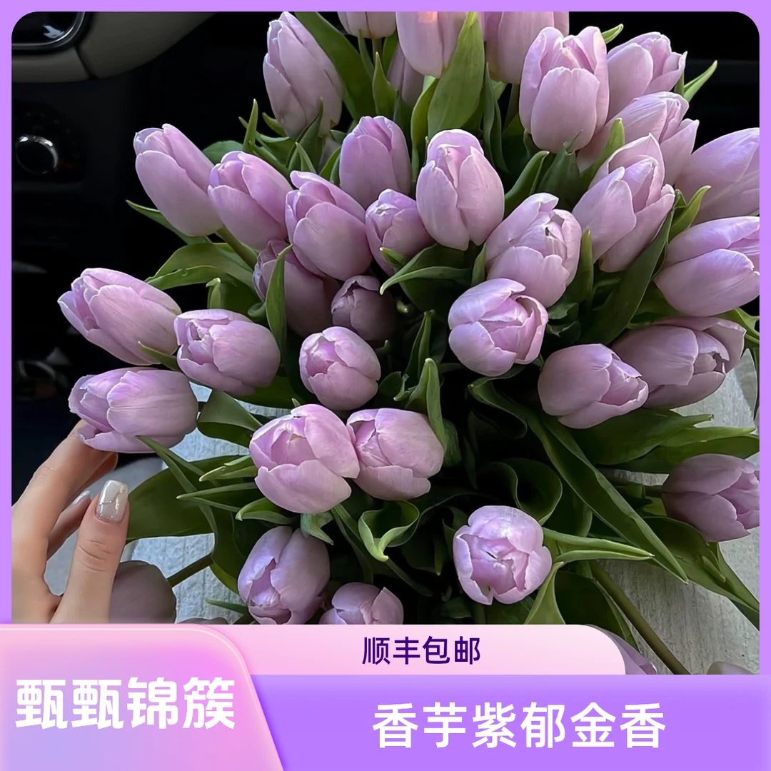 【香芋紫】郁金香顺丰包邮现摘现发