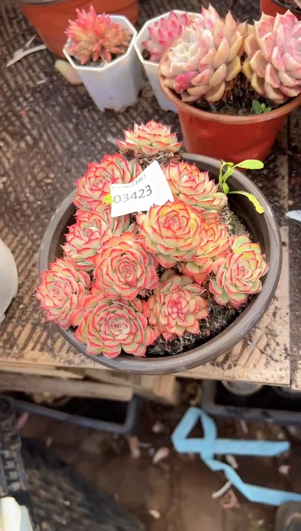 ：****?多肉植物一物一拍03423