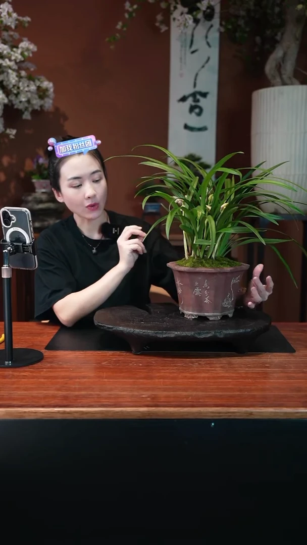 无花朵东方红荷盆景盆景盆景