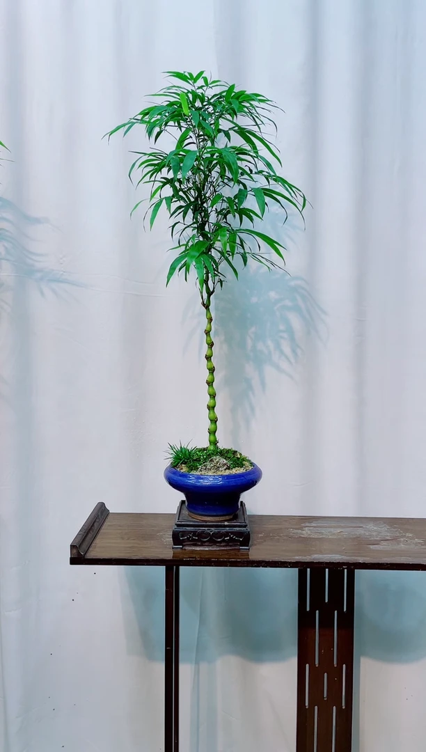 无花朵竹子盆景竹子盆景