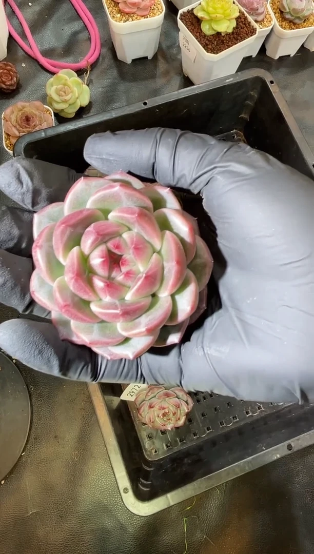 闪购2972 狂徒多肉一颗 5厘米