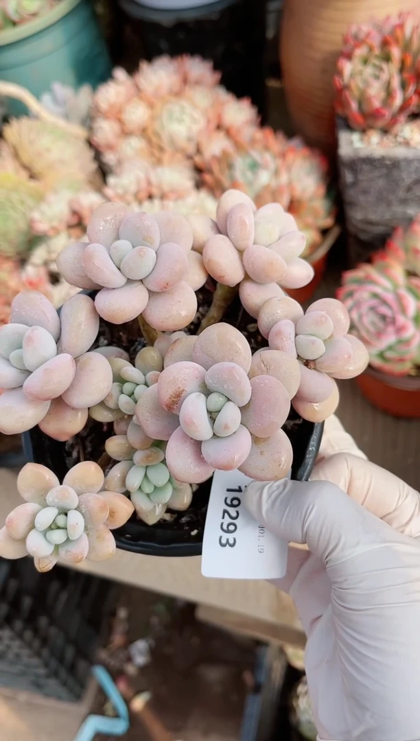 【闪购商品】19293多肉