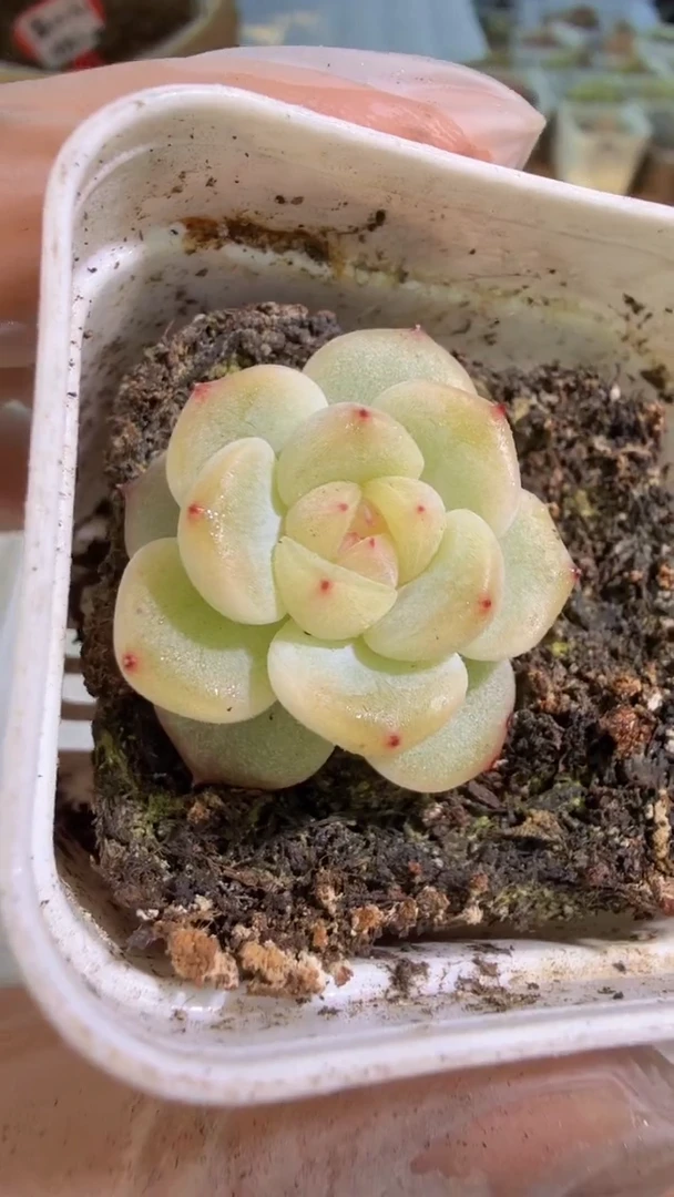 绿透任姐姐款五方一盆 单双混 量拍混发