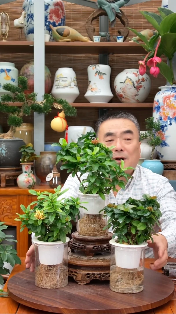 全部花苞清*水之韵水培龙船花*3