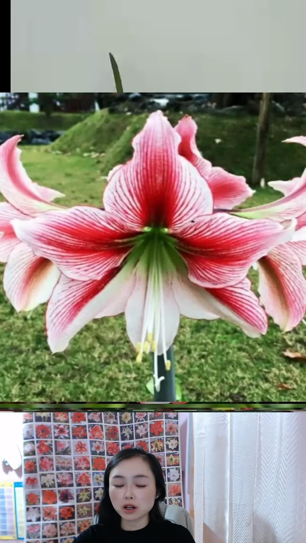 朱顶红合唱团小球带土
