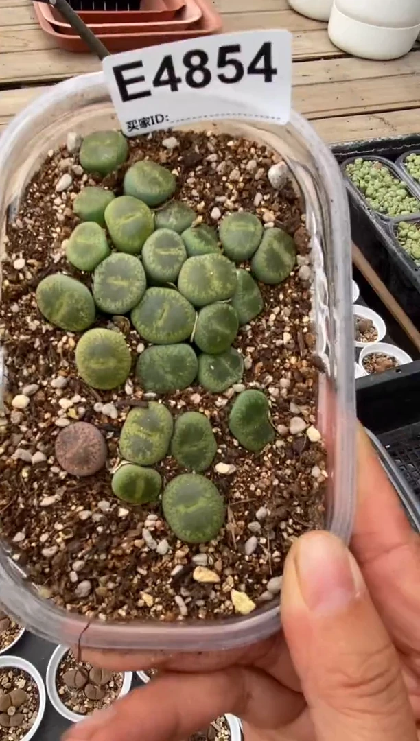 4854直播一物一拍
