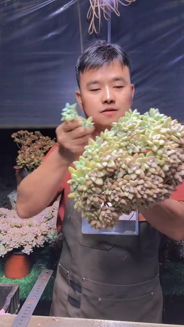 168淡雪缀化一物一拍