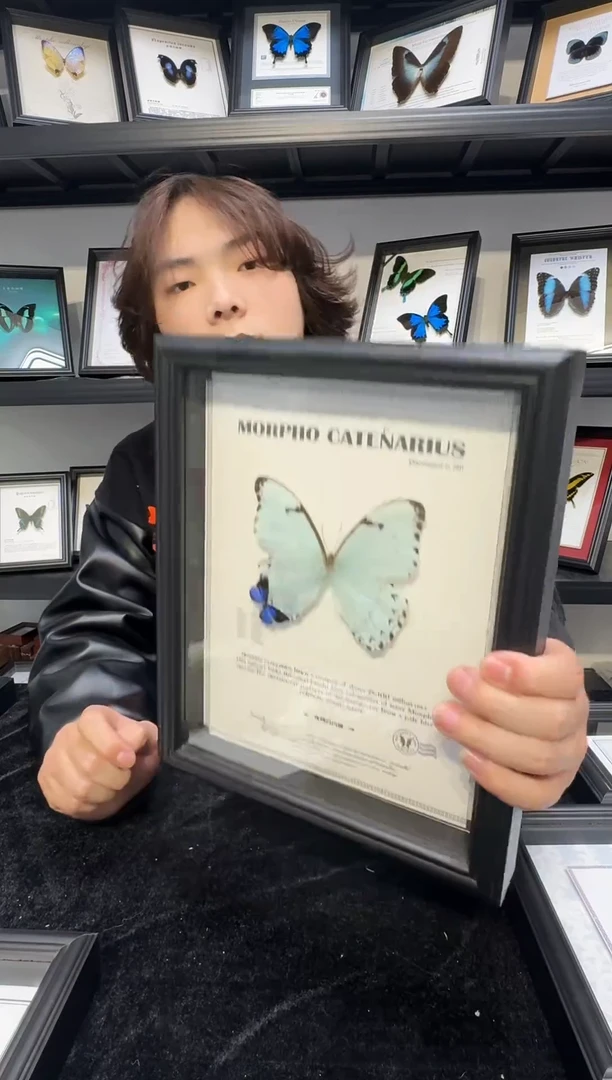 玻璃真实蝴蝶标本