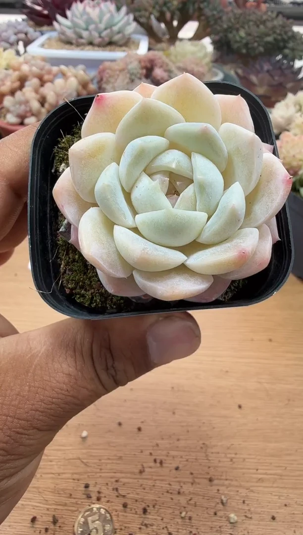 东云多肉园二店-43