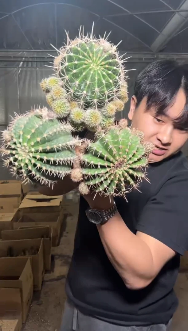 3颗 8-11cm大金刚彩草 不指定带崽