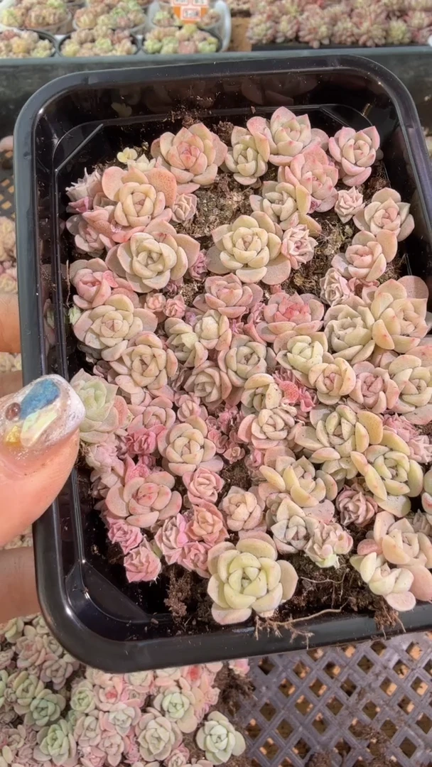 糖+麦 切糕1盒 量拍混发