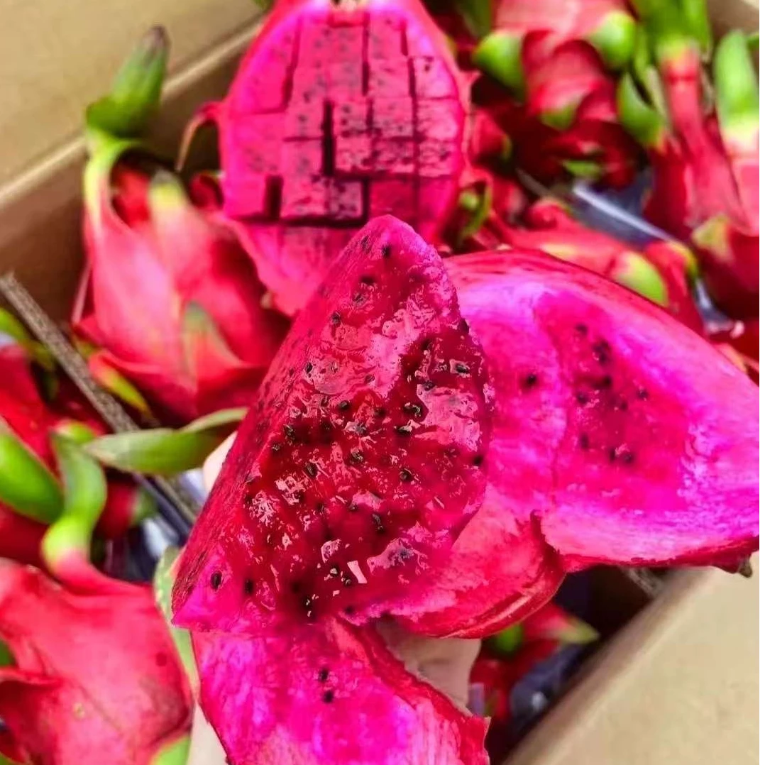 红新火龙果 中果