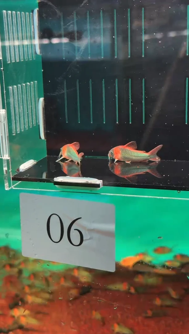 鼠鱼这****趣06【人工 尼青鼠  约4cm  】6条