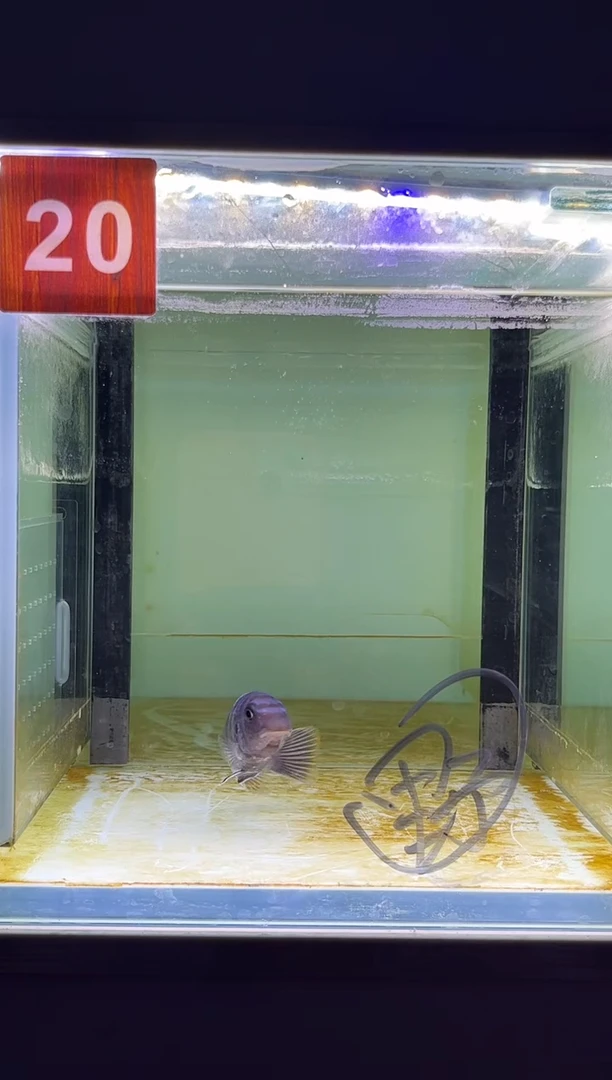 海水鱼三湖慈鲷野生