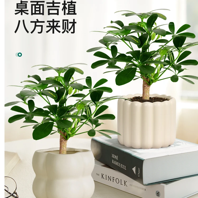 鸭脚木盆栽办公室内植物八方来招财绿植鹅掌柴客厅桌面盆景七叶莲