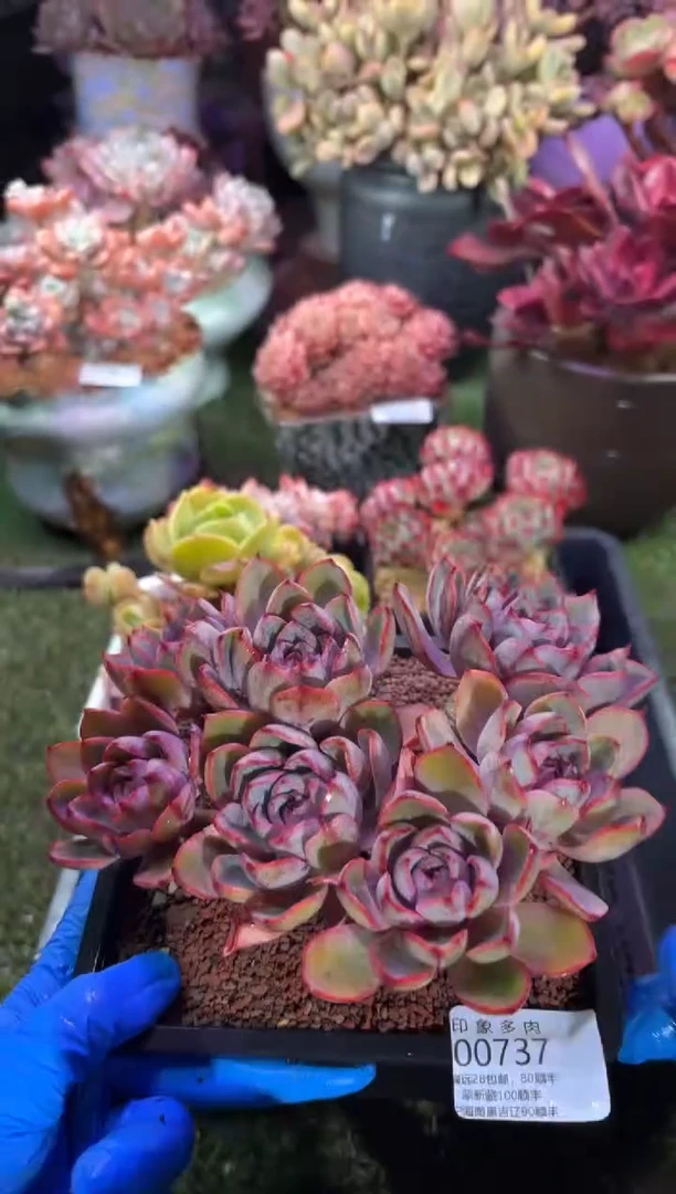 【闪购商品】00737