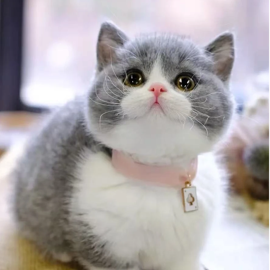 喵喵咪呀杰斯与猫猫咪幼猫宠物猫