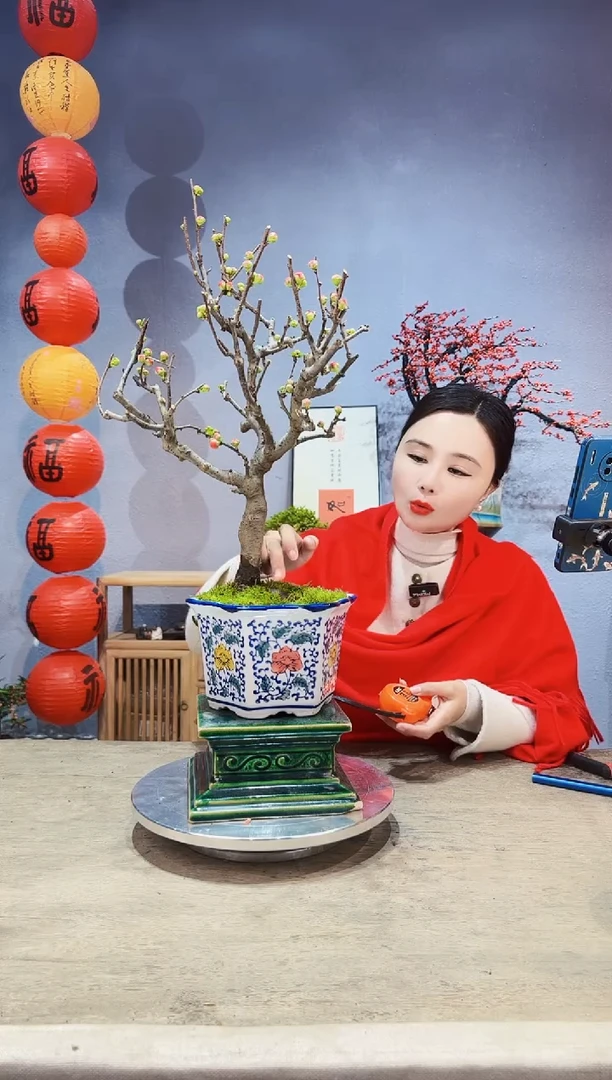 【闪购商品】盆景海棠 长寿冠