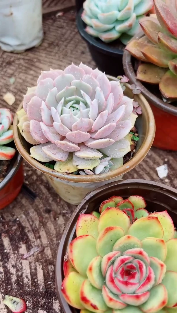 日*多肉植物一物一拍09024