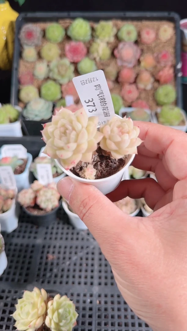 1202-373多肉群生不包整