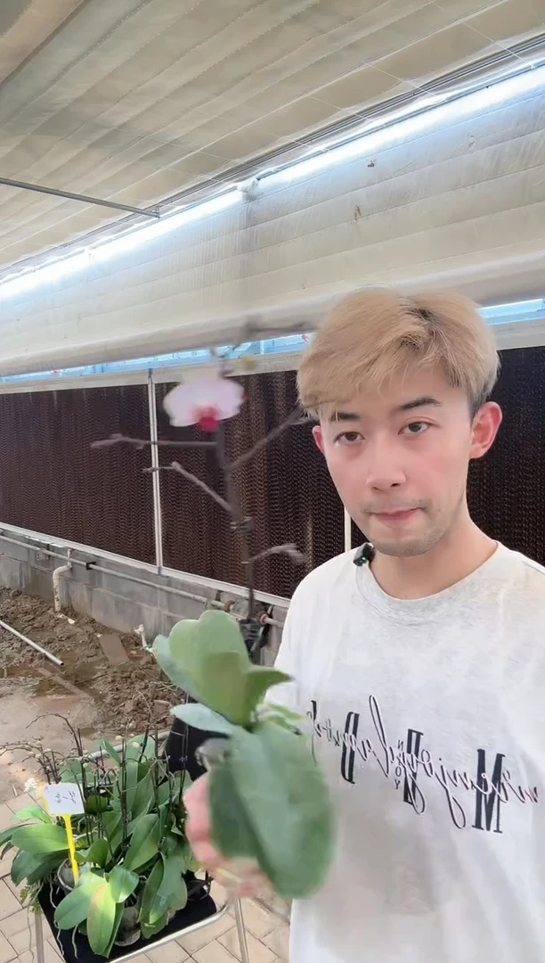 大部分开放少量花苞【貂蝉3.5】