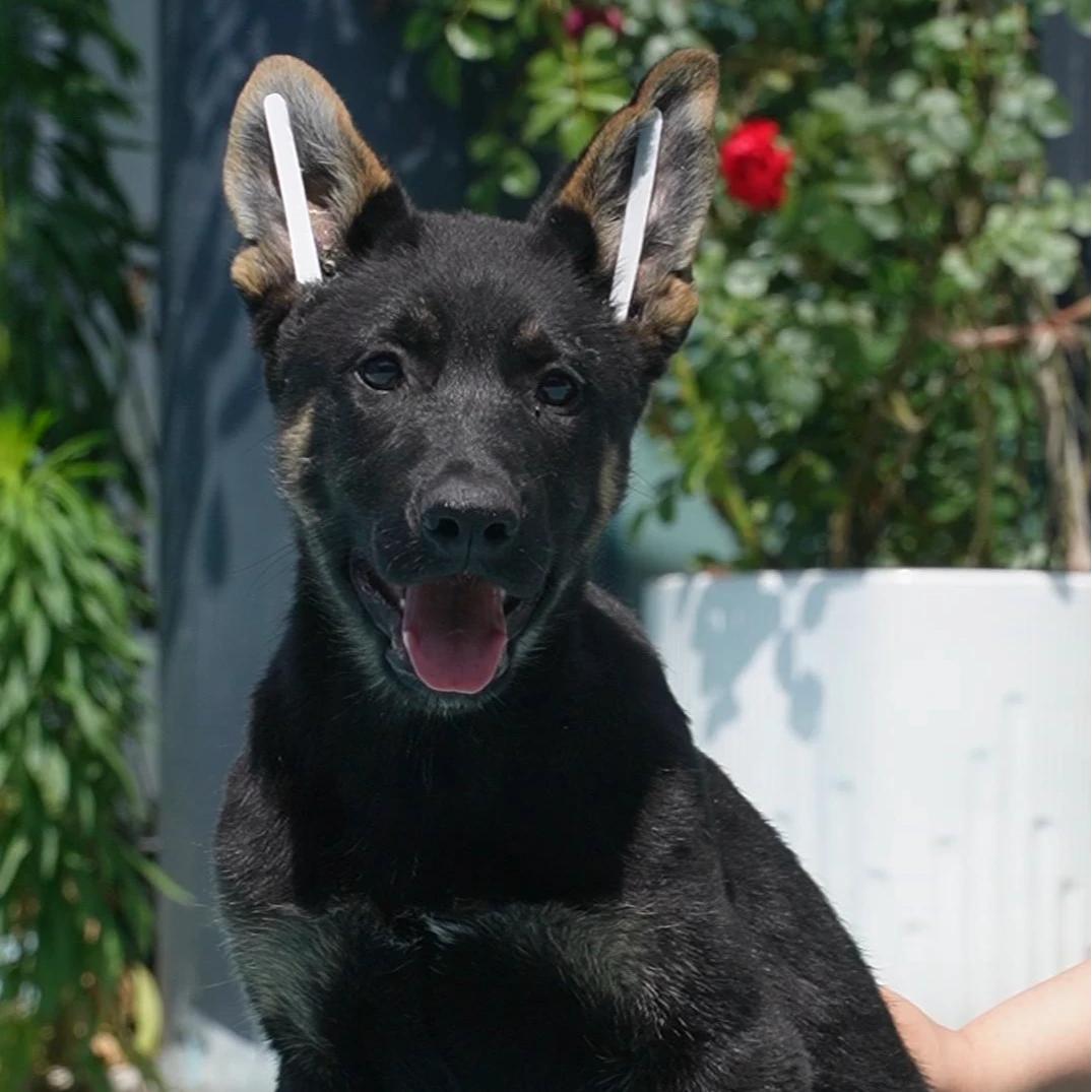 0501拍摄6号东德狗狗幼犬弟弟①6.19②7.12③8.4