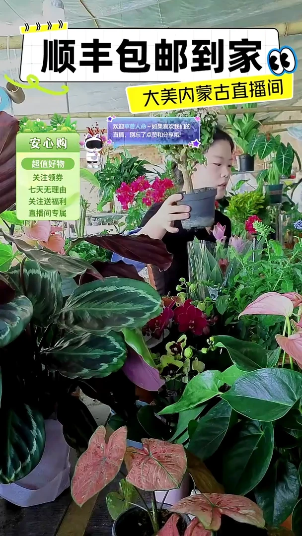 完全开放大盆金枝玉叶