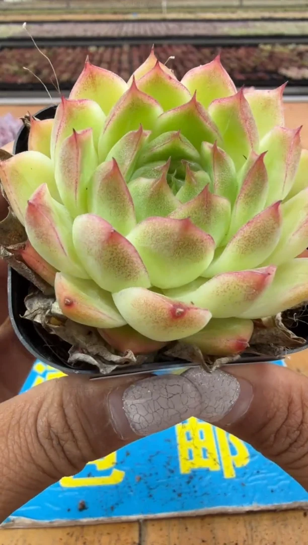 东云多肉园二店-519