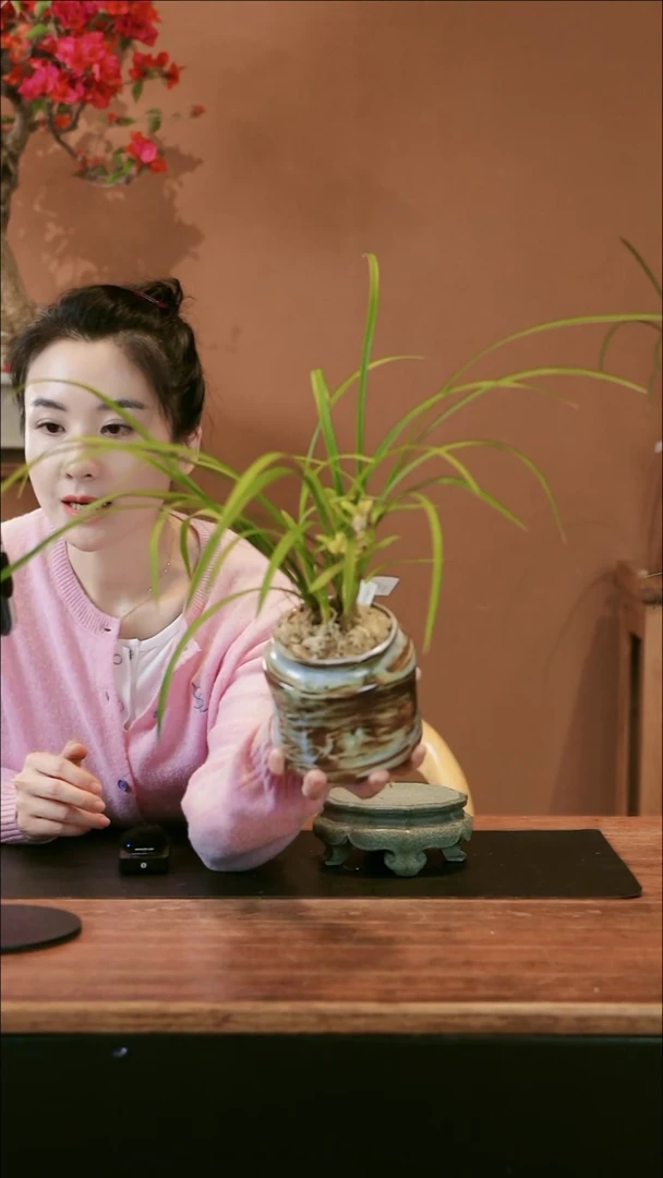【闪购商品】盆景富贵牡丹