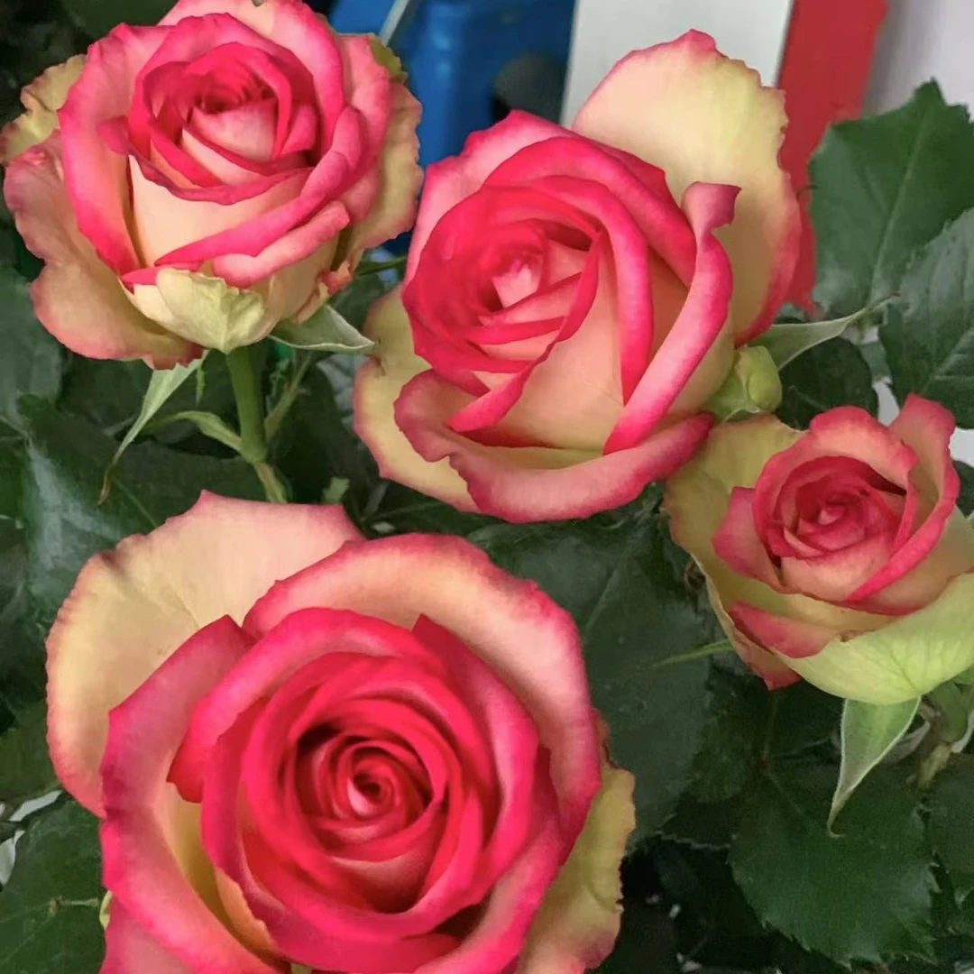 花妖【梦露中苗】切花灌木