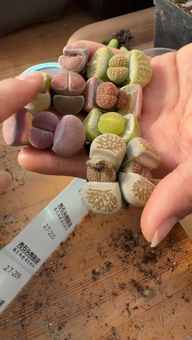 【闪购商品】7-209