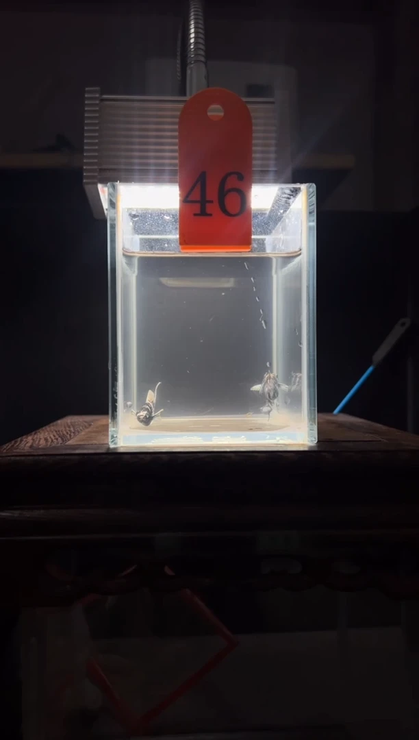 孔雀鱼水墨玛丽编号46