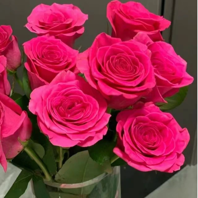 弗洛伊德玫瑰：收到花第一时间醒花，不会找客服【教学视频】