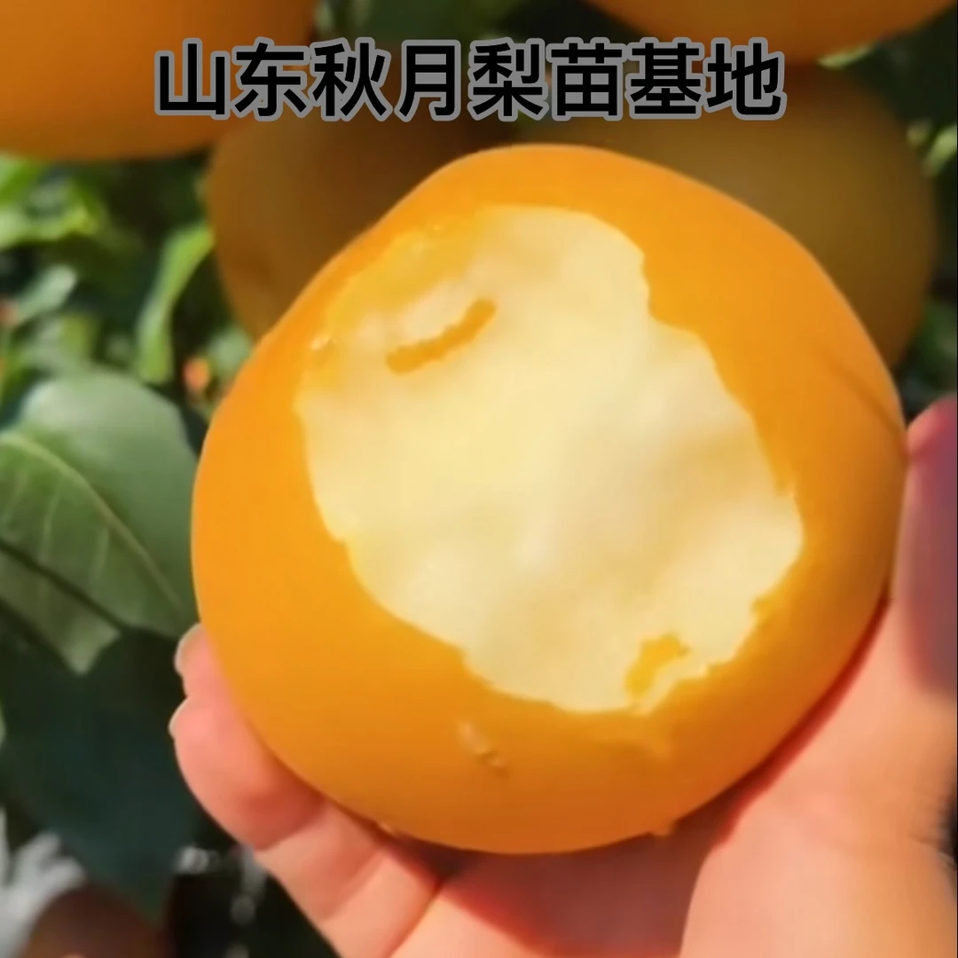 正宗秋月梨树苗脆甜多汁特大果梨子树苗南方北方地栽盆栽果树苗